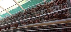 Poulets De Chair Et Pondeuses