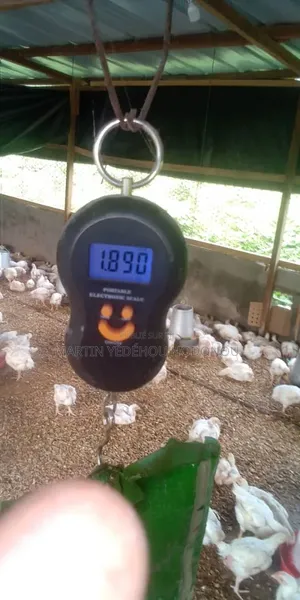 Poulets De Chair Et Pondeuses