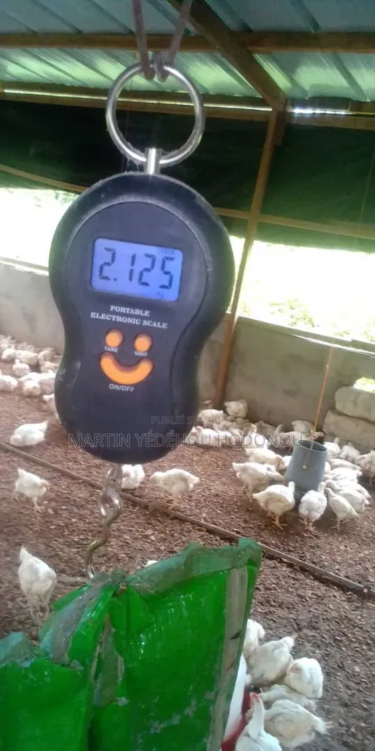 Poulets De Chair Et Pondeuses