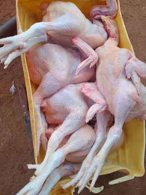 Poulets De Chair Et Pondeuses