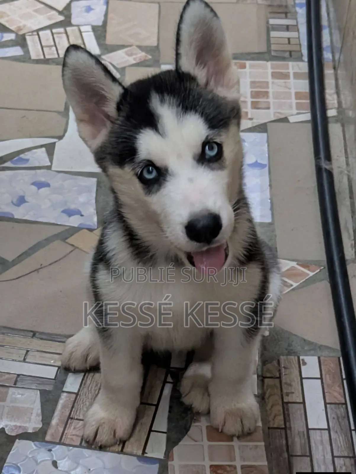 1-3 mois Homme Pure race Siberian Husky