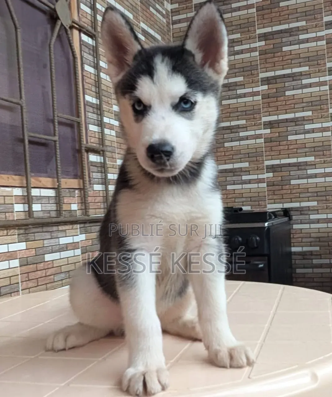 1-3 mois Homme Pure race Siberian Husky