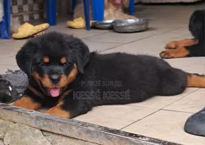 1-3 mois Femme Pure race Rottweiler