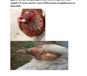 Les Clés d'Une Aviculture Puissante