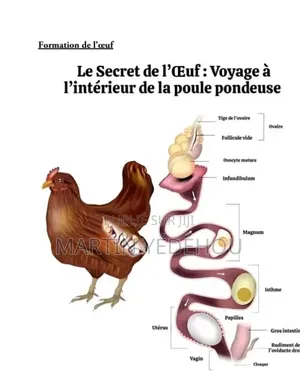 Les Clés d'Une Aviculture Puissante