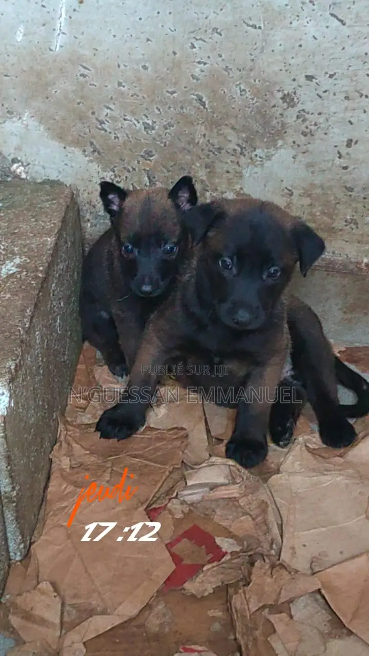 1-3 mois Homme Pure race Belgian Malinois