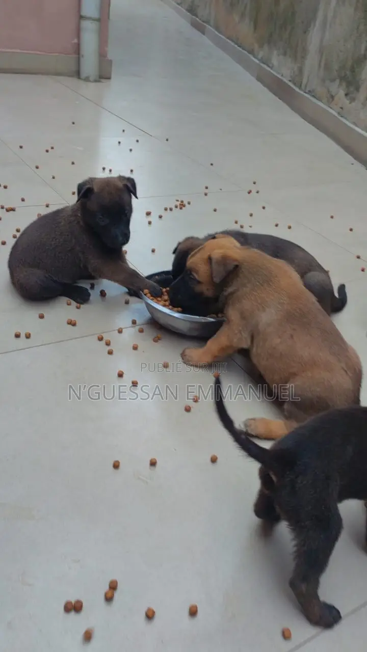 1-3 mois Homme Pure race Belgian Malinois