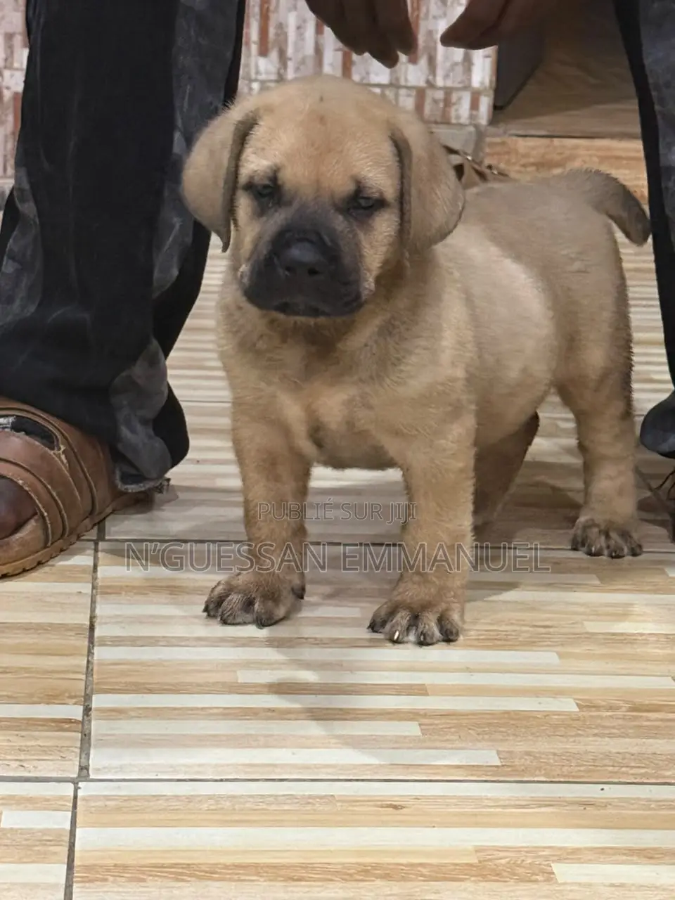 1-3 mois Homme Pure race Boerboel