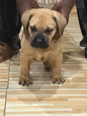 1-3 mois Homme Pure race Boerboel