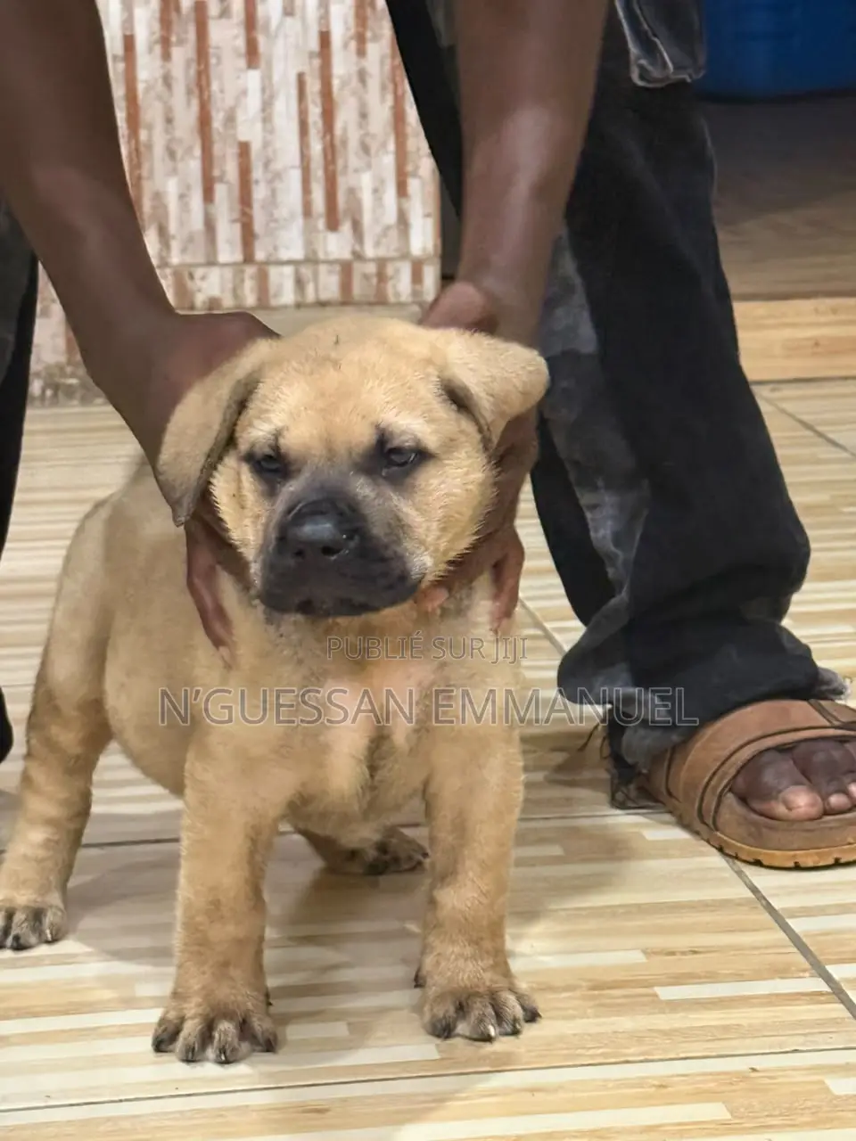 1-3 mois Homme Pure race Boerboel