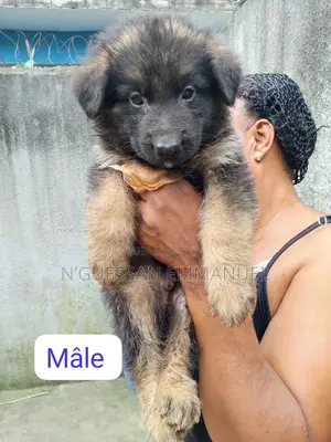 1-3 mois Homme Pure race Belgian Sheepdog