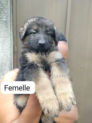 1-3 mois Homme Pure race Belgian Sheepdog
