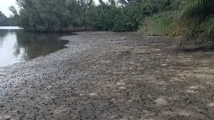 Très Belle Opportunité Fiable: Terrain 450 M2 Bingerville Anan