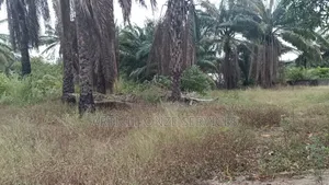 Très Belle Opportunité Fiable: Terrain 450 M2 Bingerville Anan