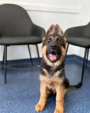 1-3 mois Femme Pure race Belgian Sheepdog