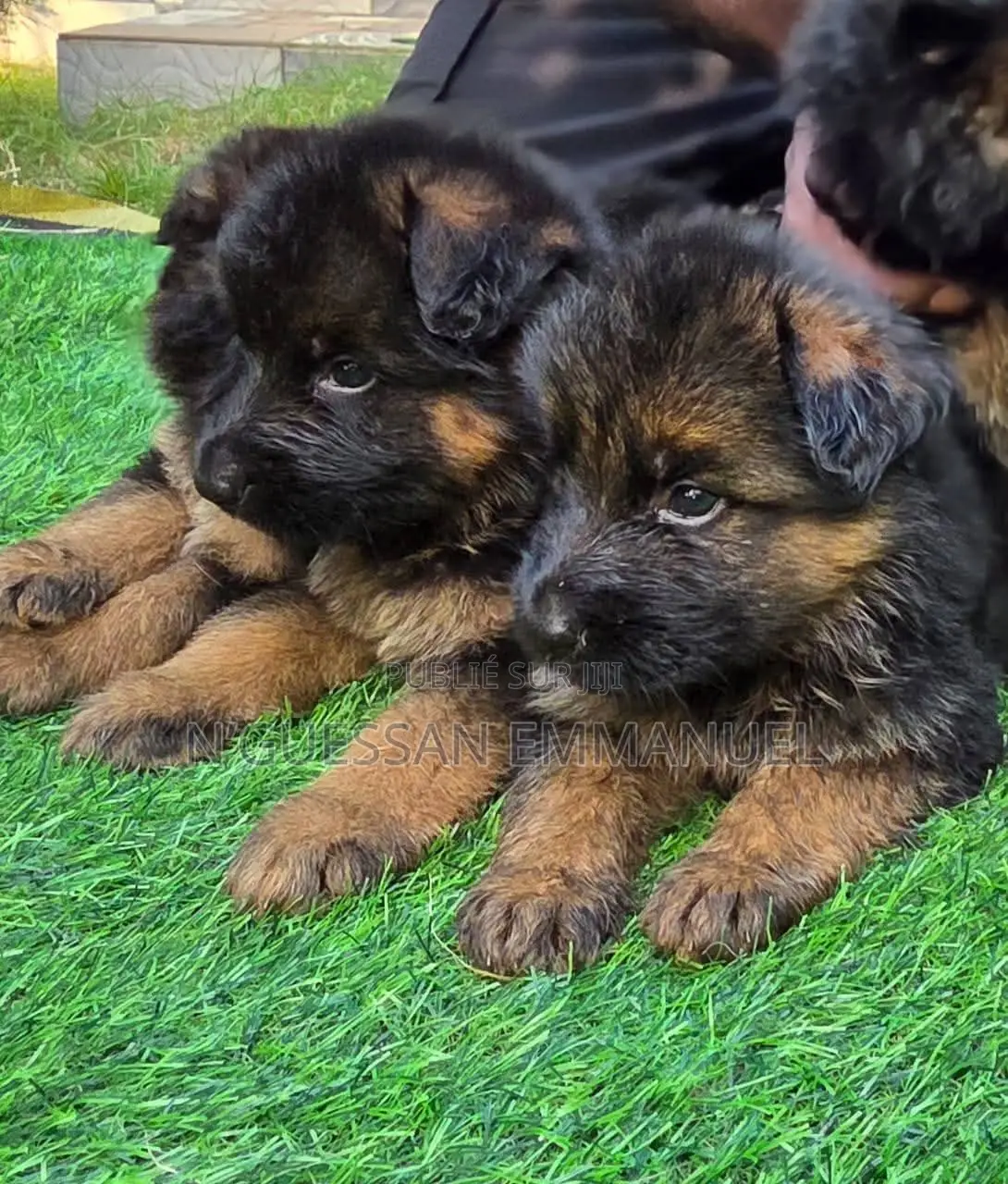 1-3 mois Homme Pure race Belgian Sheepdog