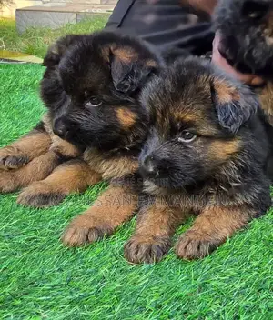 1-3 mois Homme Pure race Belgian Sheepdog