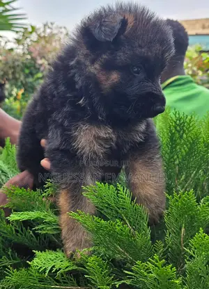 1-3 mois Homme Pure race Belgian Sheepdog