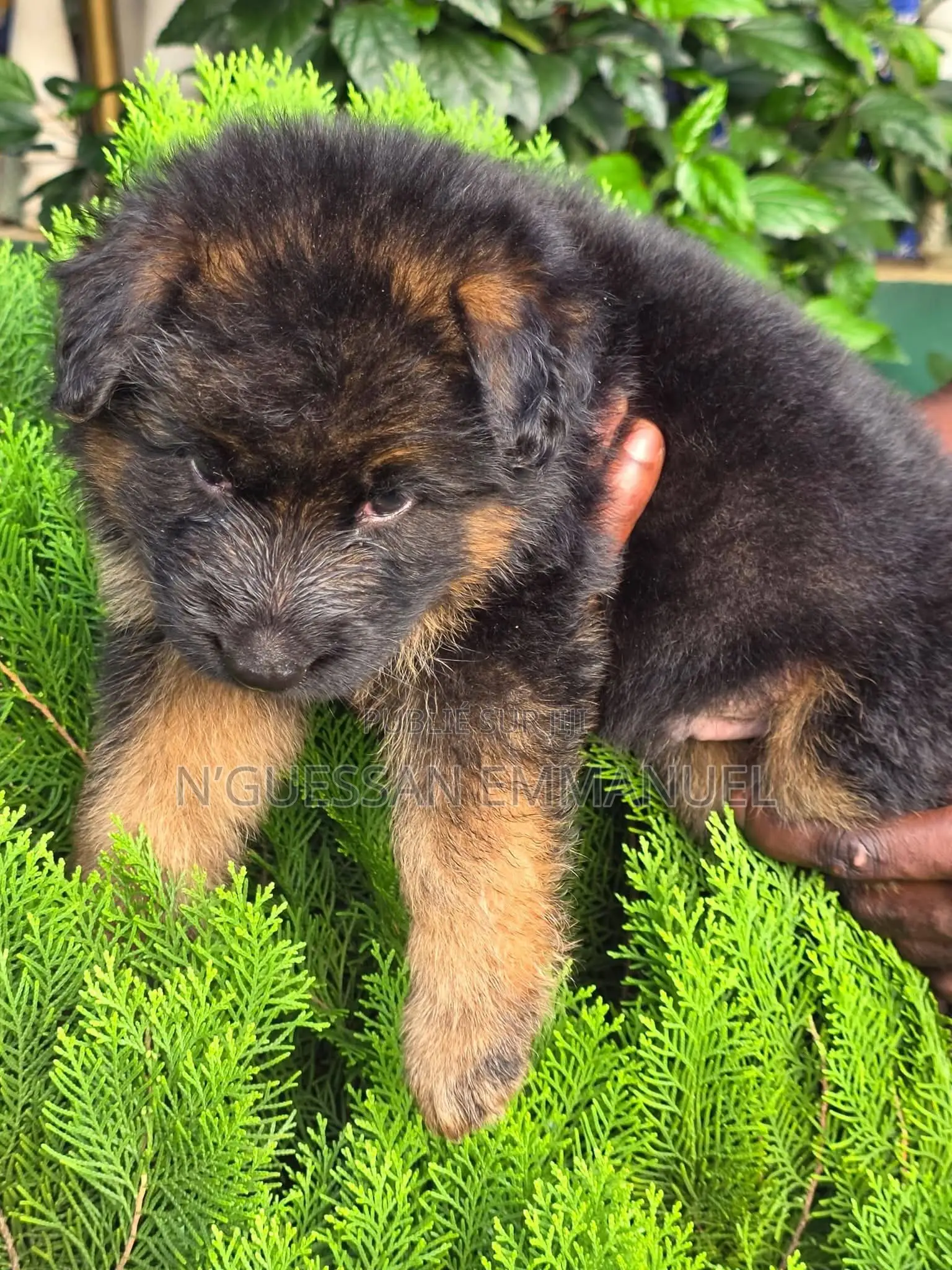 1-3 mois Homme Pure race Belgian Sheepdog