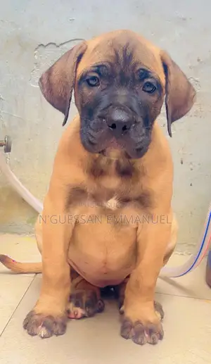 1-3 mois Homme Pure race Boerboel