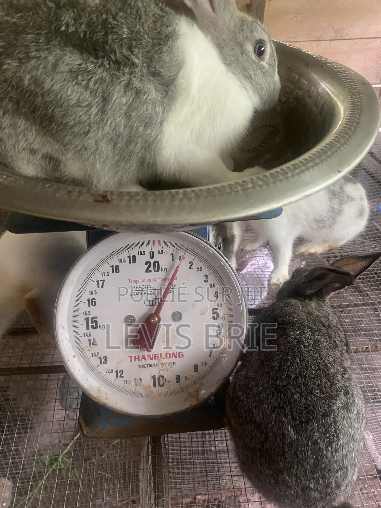 Lapin Mal De Reproduction Et Consommation Disponible Poids Vife 1,60