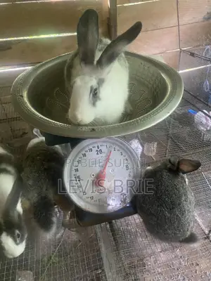 Lapin Mal De Reproduction Et Consommation Disponible Poids Vife 1,60