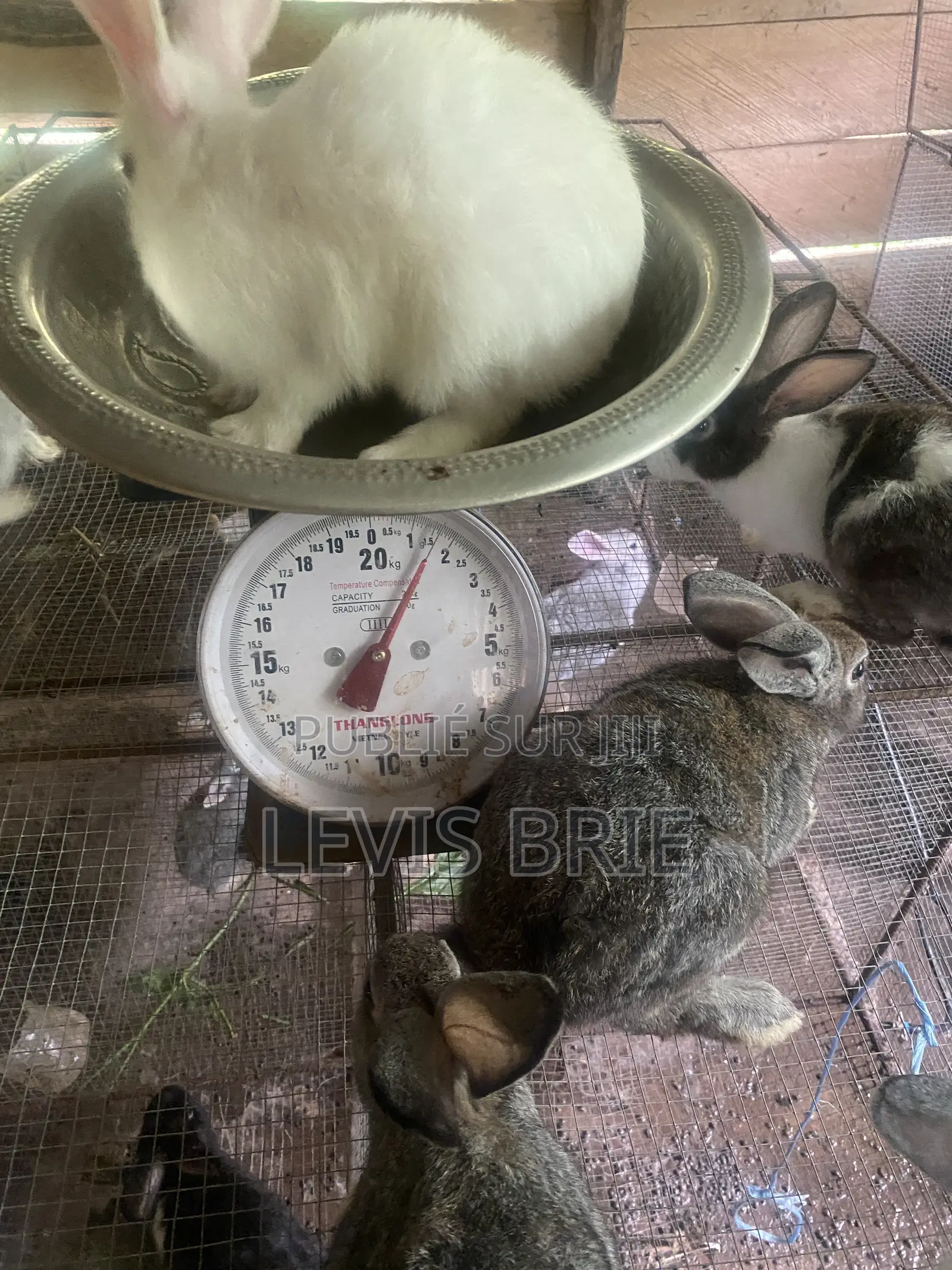 Lapin Mal De Reproduction Et Consommation Disponible Poids Vife 1,60
