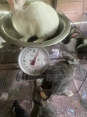 Lapin Mal De Reproduction Et Consommation Disponible Poids Vife 1,60