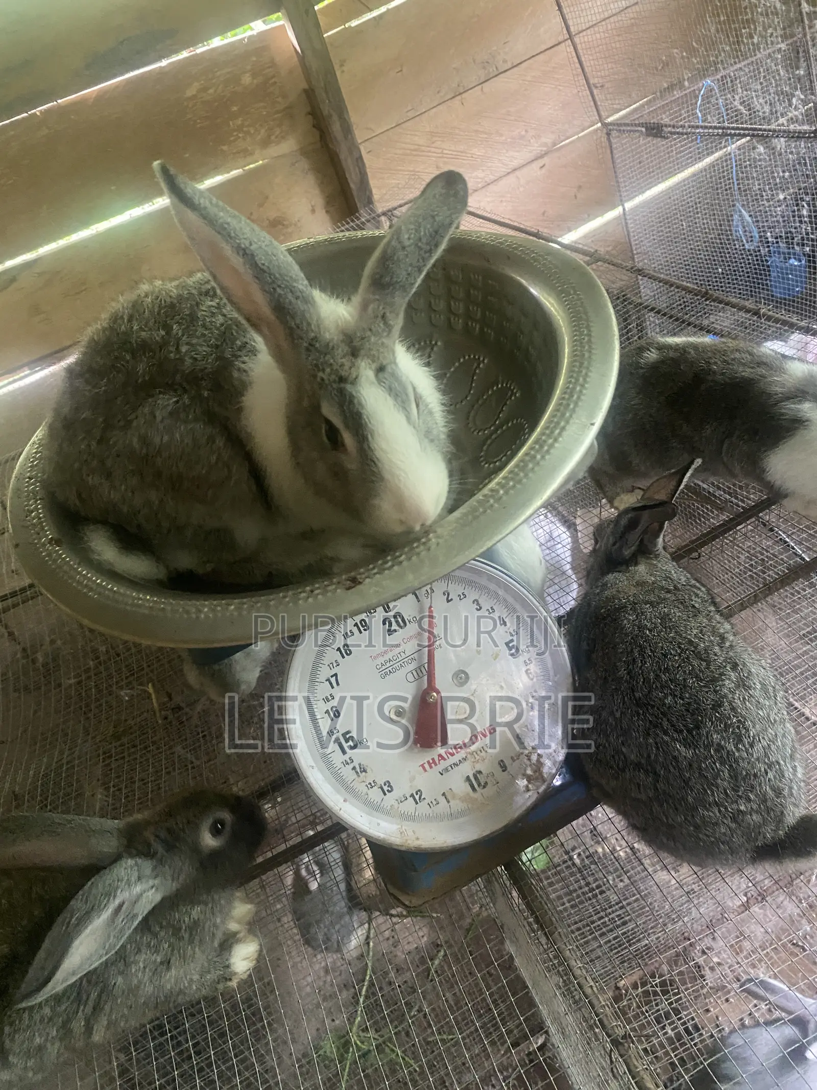 Lapin Mal De Reproduction Et Consommation Disponible Poids Vife 1,60
