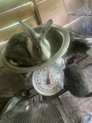 Lapin Mal De Reproduction Et Consommation Disponible Poids Vife 1,60