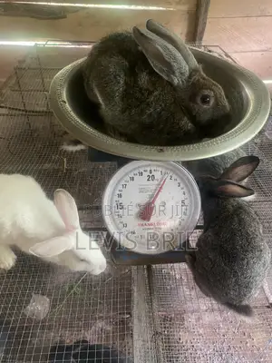 Lapin Mal De Reproduction Et Consommation Disponible Poids Vife 1,60
