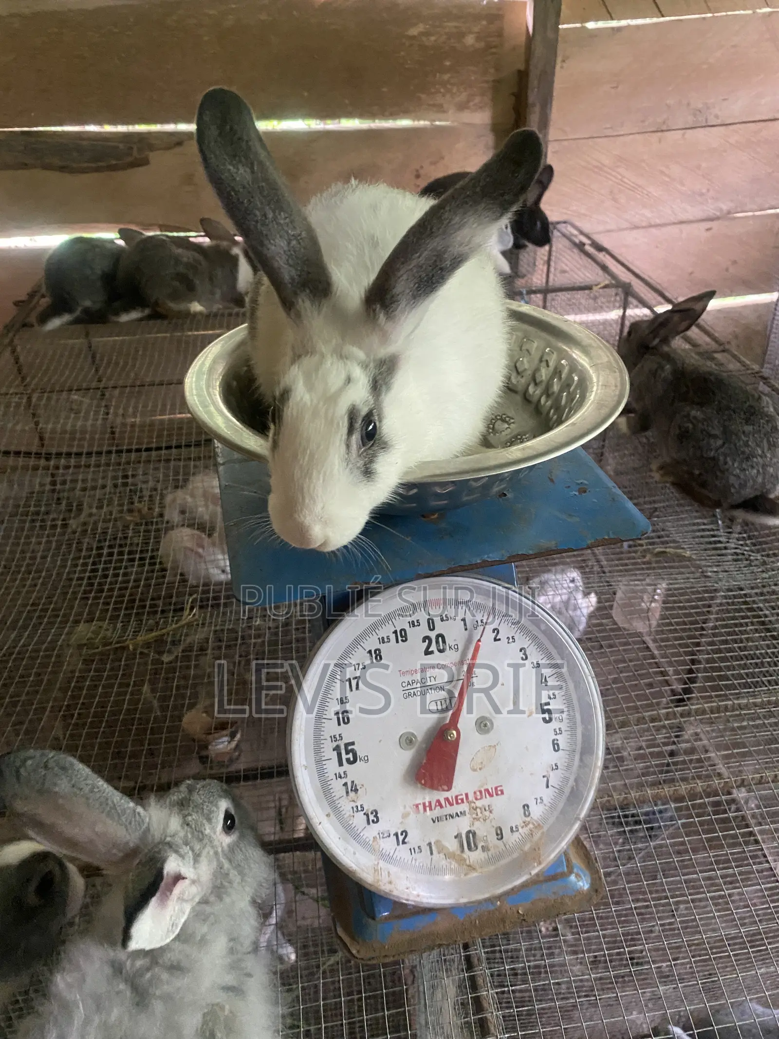 Lapin Mal De Reproduction Et Consommation Disponible Poids Vife 1,60