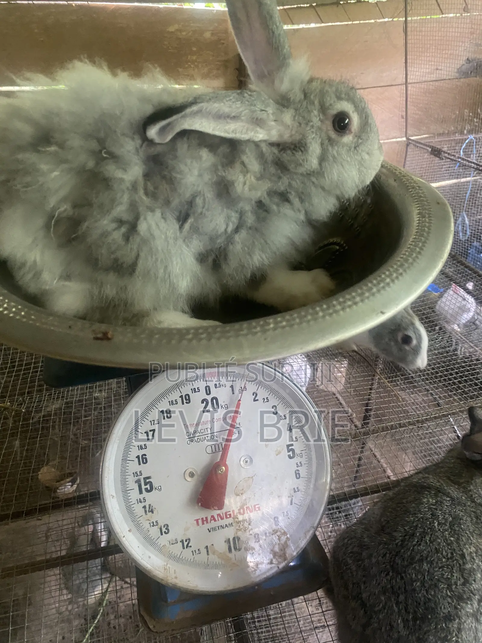 Lapin Mal De Reproduction Et Consommation Disponible Poids Vife 1,60