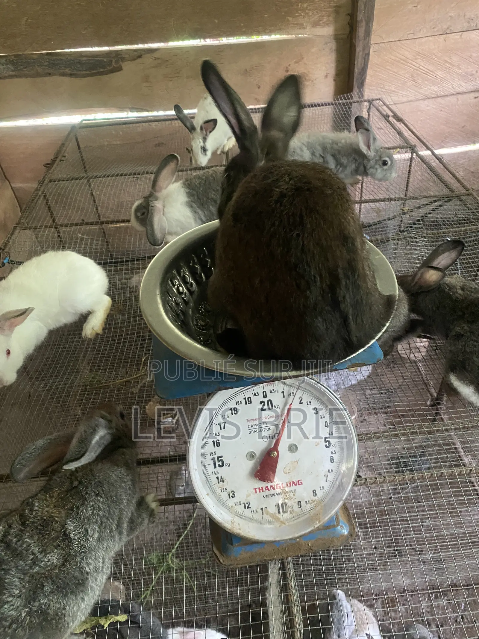 Lapin Mal De Reproduction Et Consommation Disponible Poids Vife 1,60