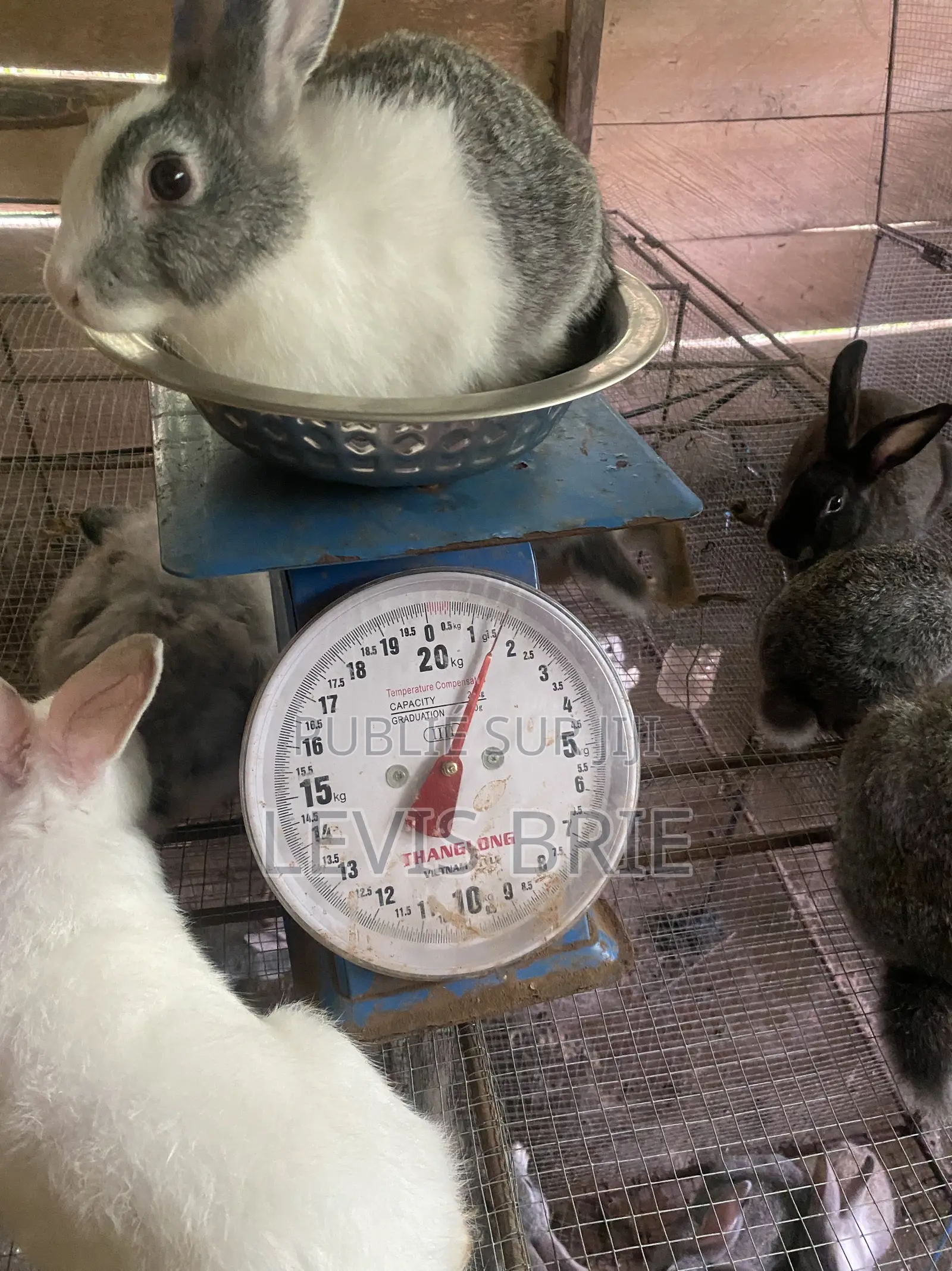 Lapin Mal De Reproduction Et Consommation Disponible Poids Vife 1,60