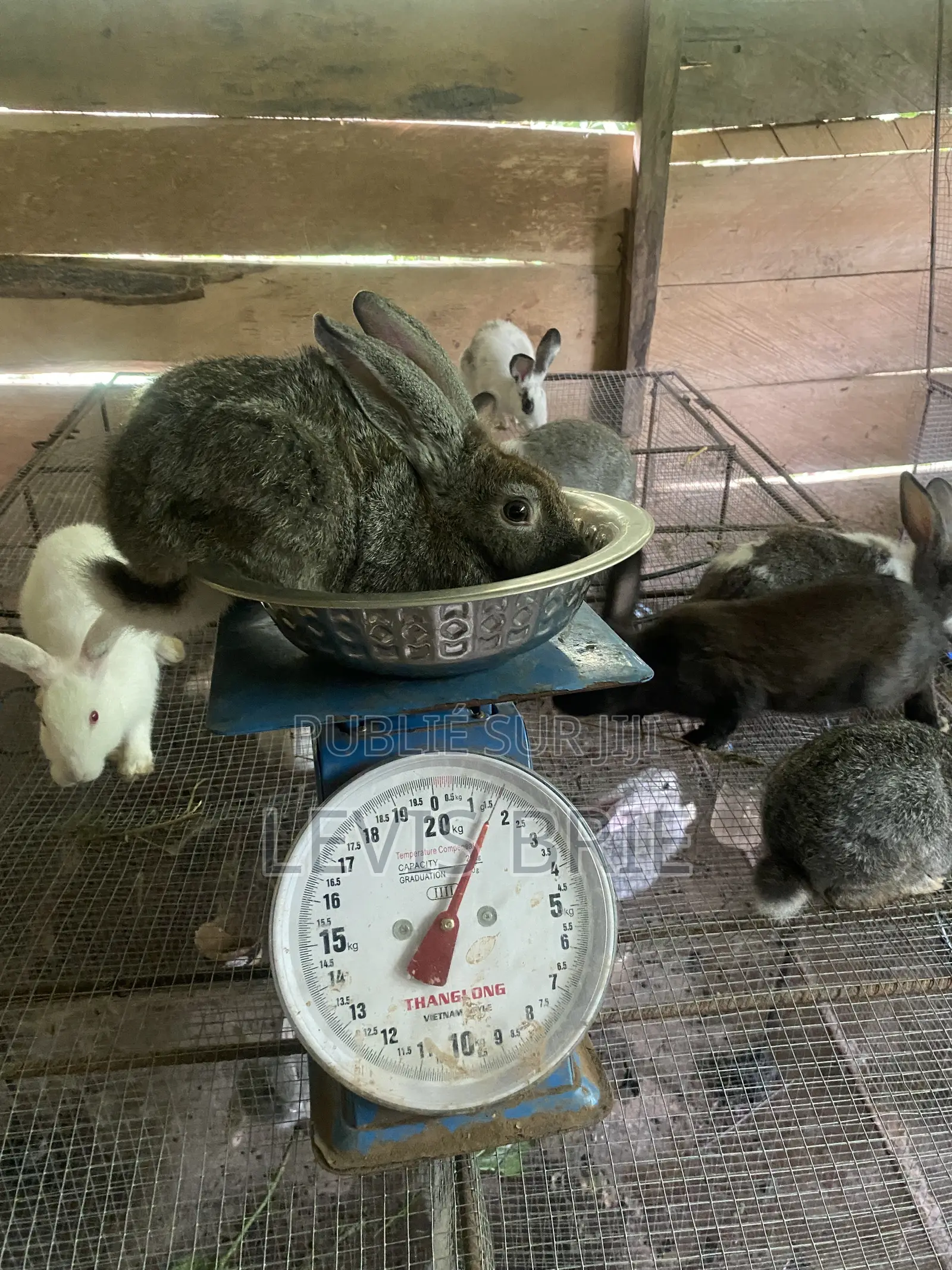 Lapin Mal De Reproduction Et Consommation Disponible Poids Vife 1,60