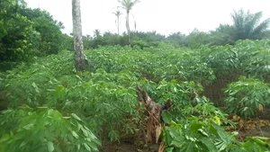 Terrain De 3000 M2 Avec ACD À Songon