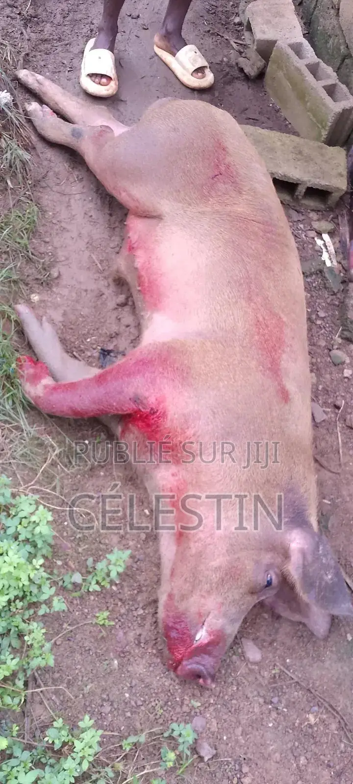 Vente De Porc