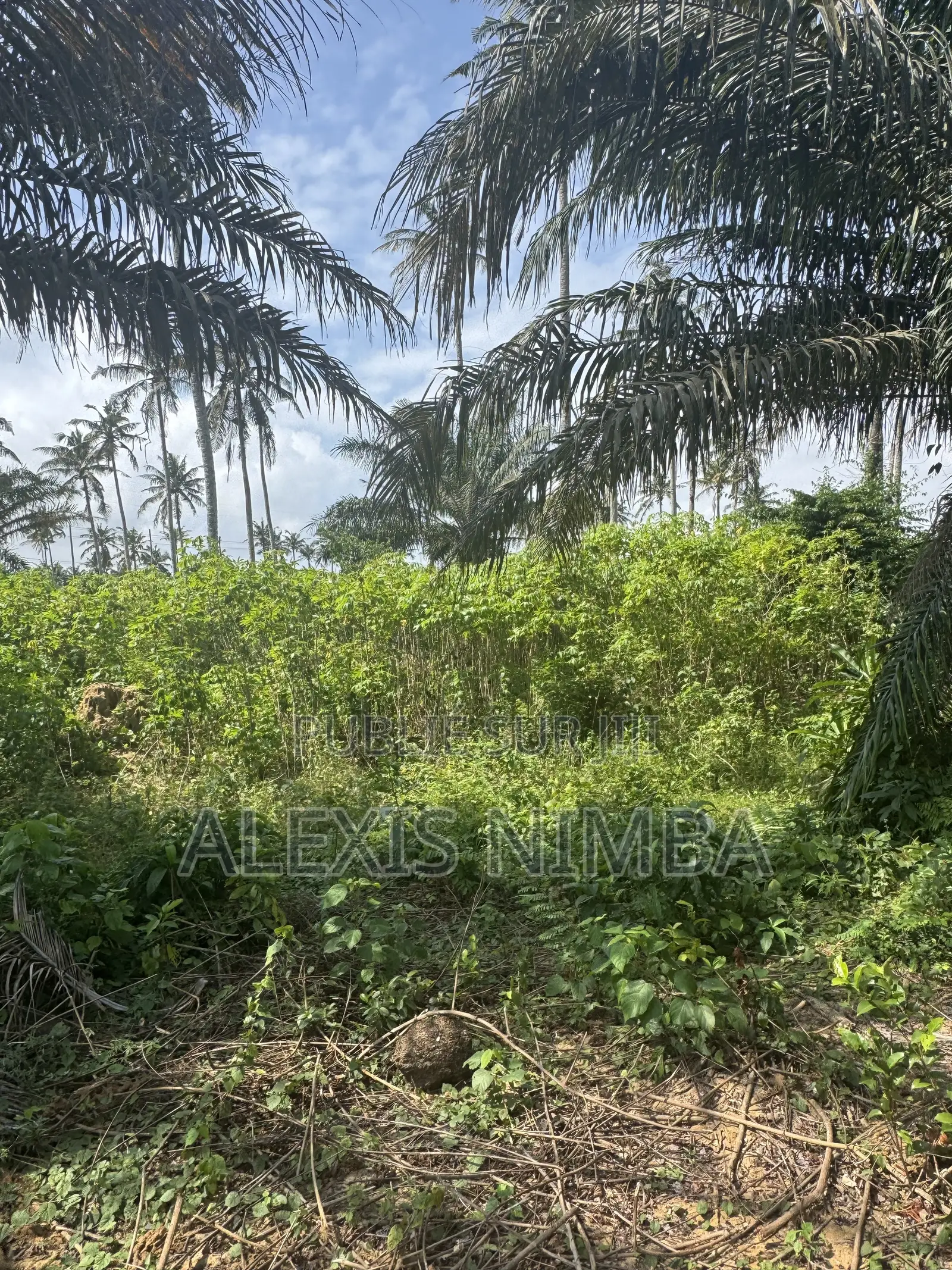 Vente Des Lots 300m2 Et Plus Songon Audoin-Santé Acd Global