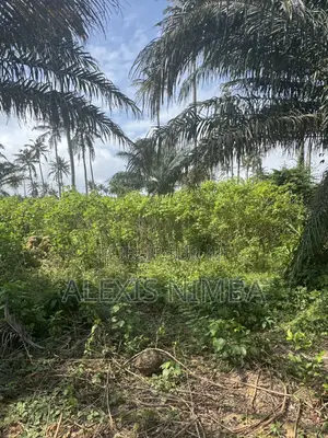 Vente Des Lots 300m2 Et Plus Songon Audoin-Santé Acd Global