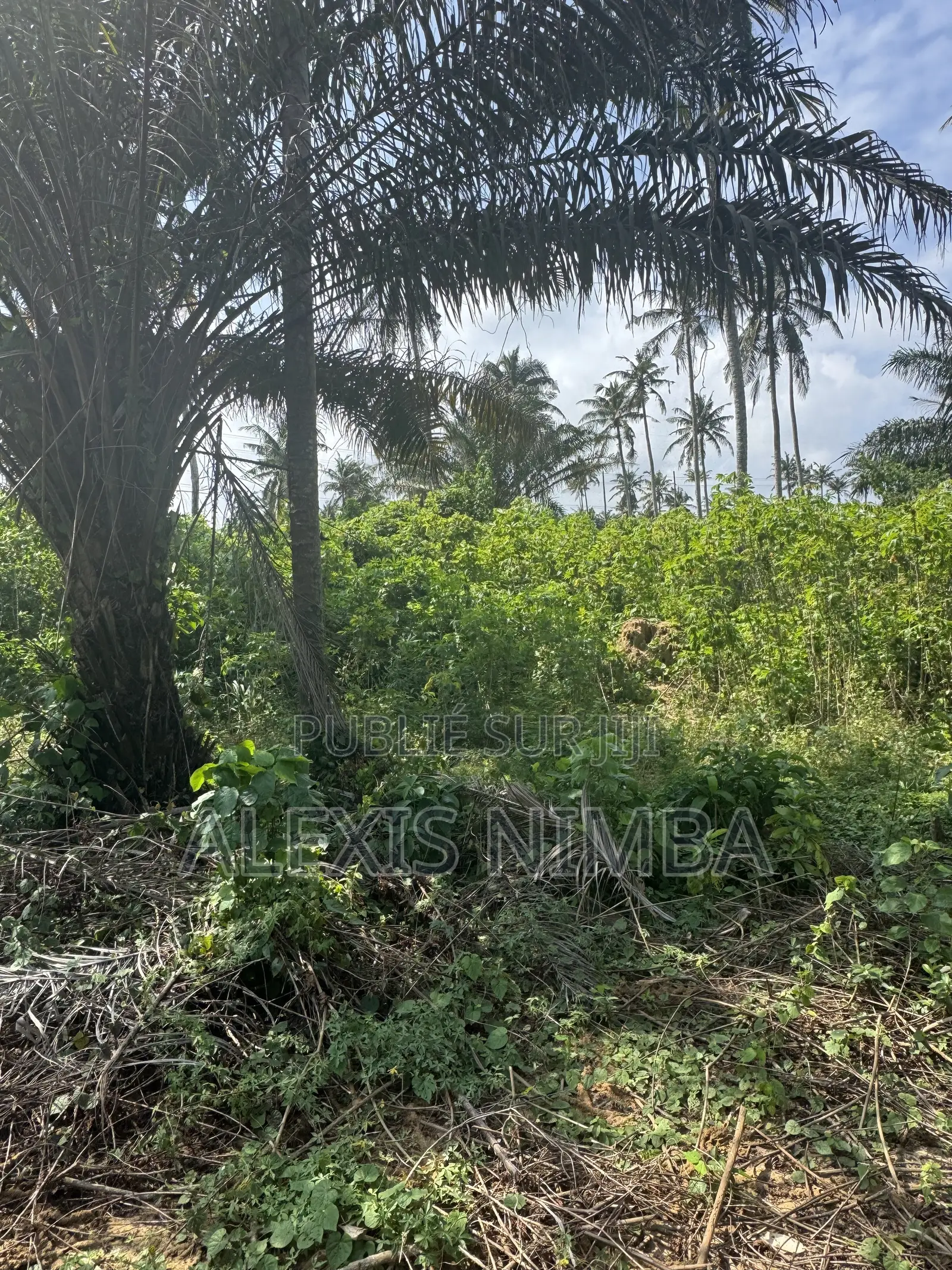 Vente Des Lots 300m2 Et Plus Songon Audoin-Santé Acd Global