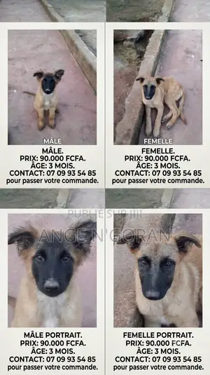 1-3 mois Homme Pure race Belgian Malinois