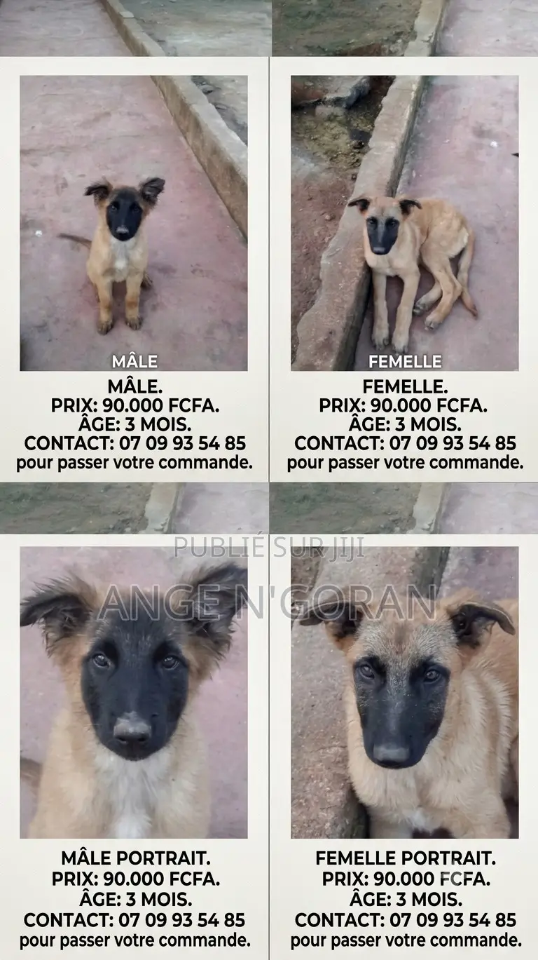 1-3 mois Homme Pure race Belgian Malinois