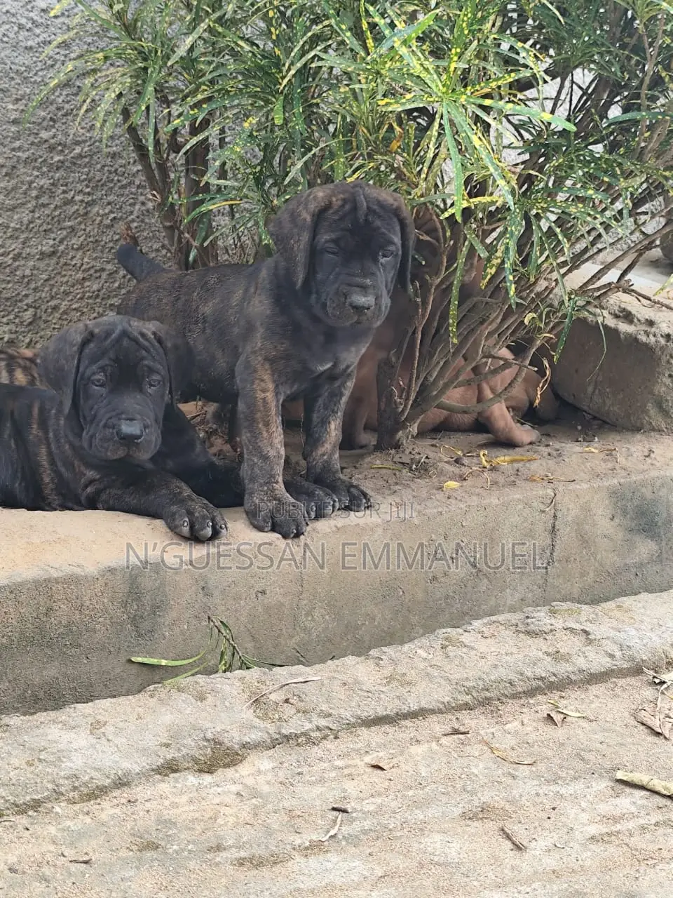 1-3 mois Homme Pure race Boerboel