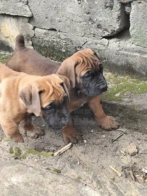 1-3 mois Homme Pure race Boerboel