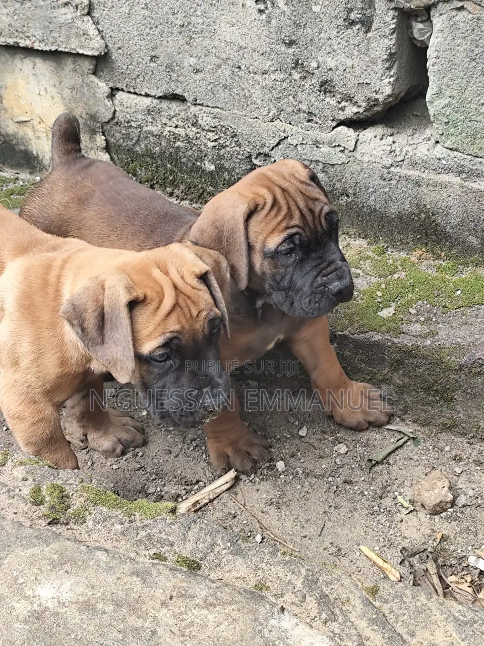 1-3 mois Homme Pure race Boerboel