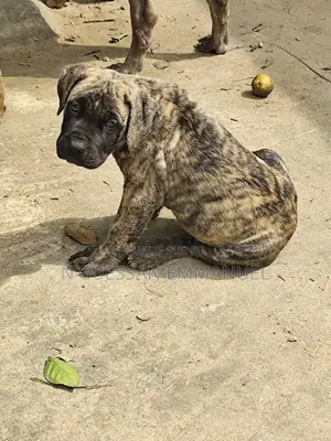 1-3 mois Homme Pure race Boerboel