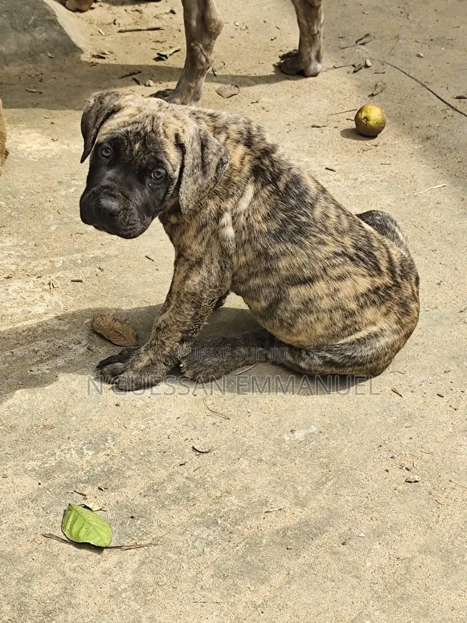 1-3 mois Homme Pure race Boerboel