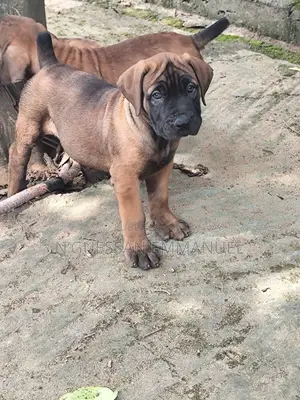 1-3 mois Homme Pure race Boerboel