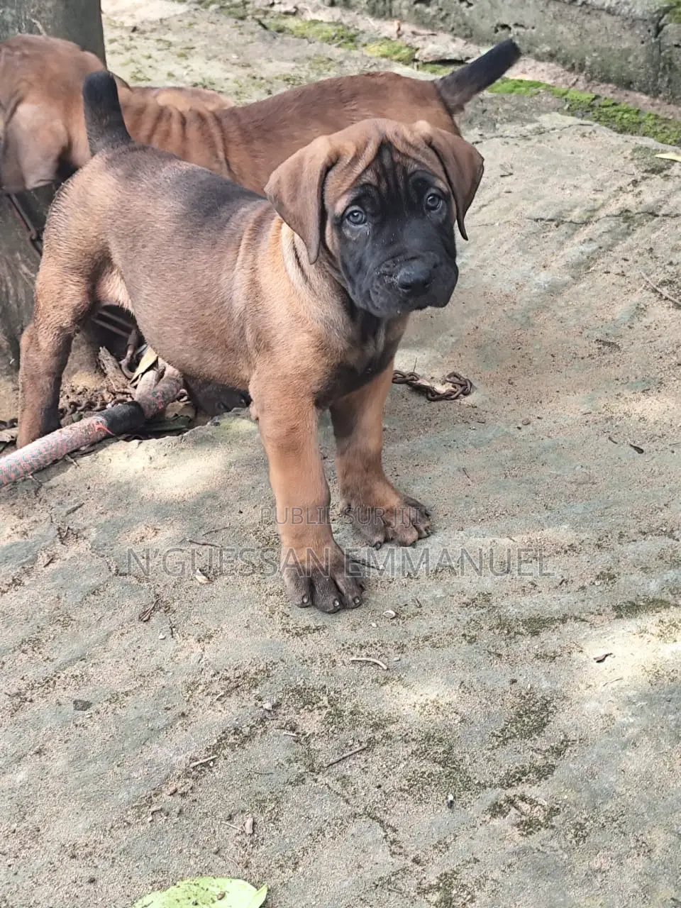 1-3 mois Homme Pure race Boerboel